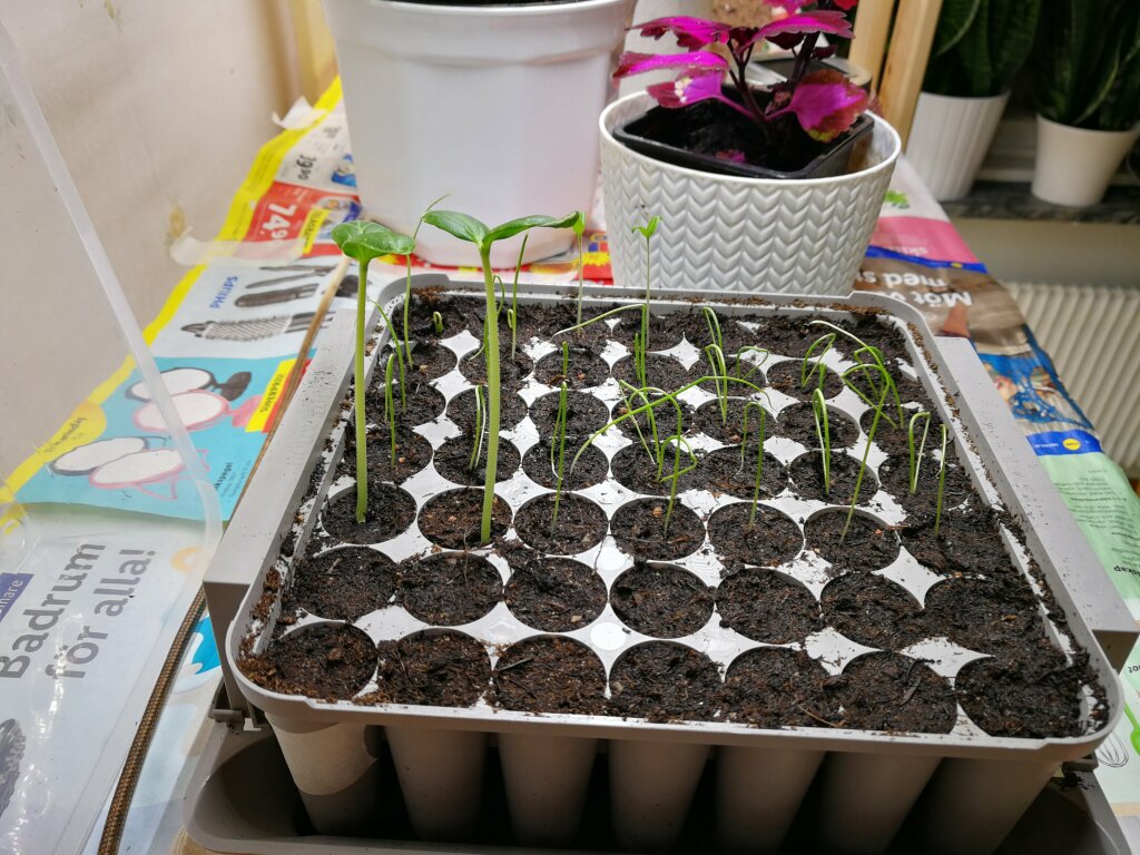 Plug box with sprouting plants.